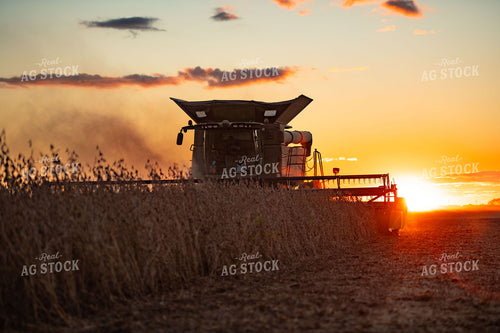 Soybean Harvest 136231