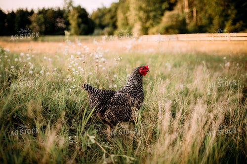 Free Range Chicken 169049