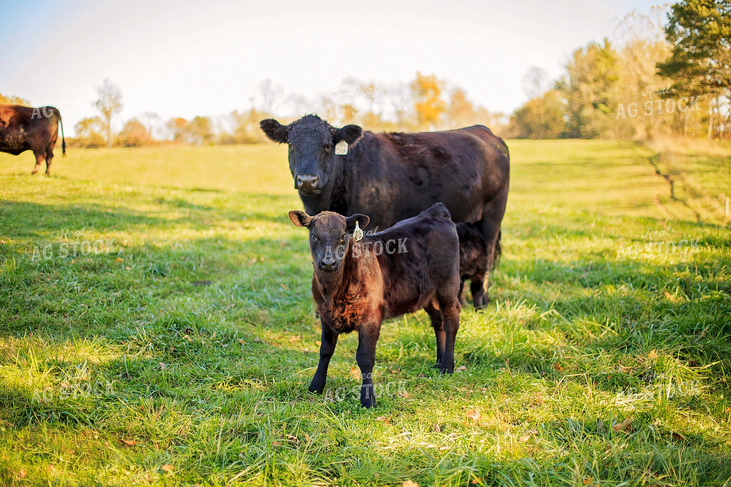 Cow-Calf in Pasture 93056