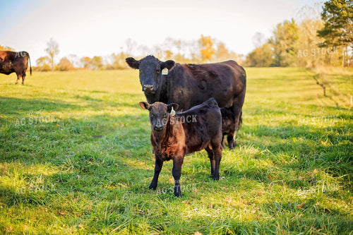 Cow-Calf in Pasture 93056