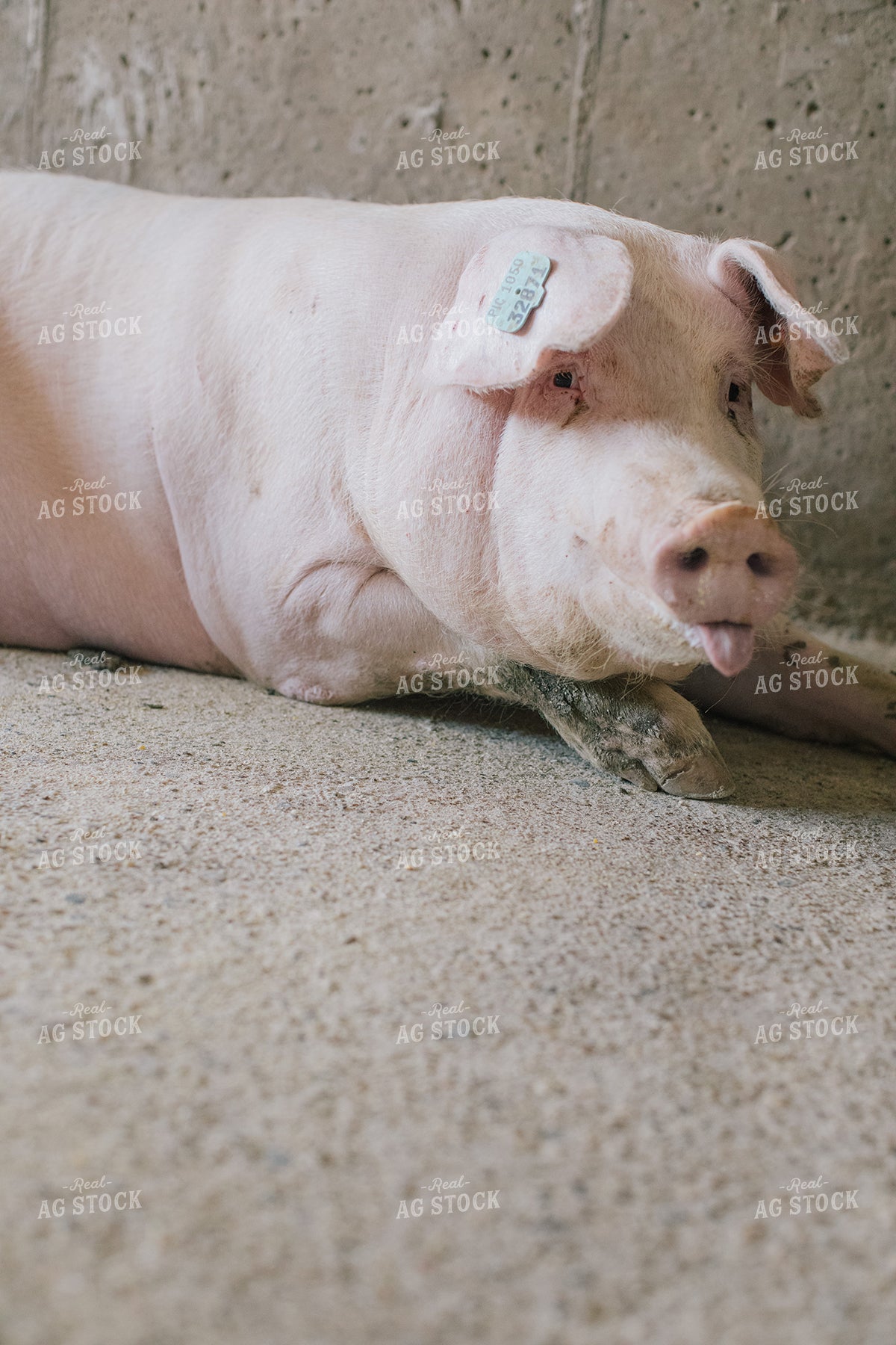 Pig in Pen in Modern Barn 3228