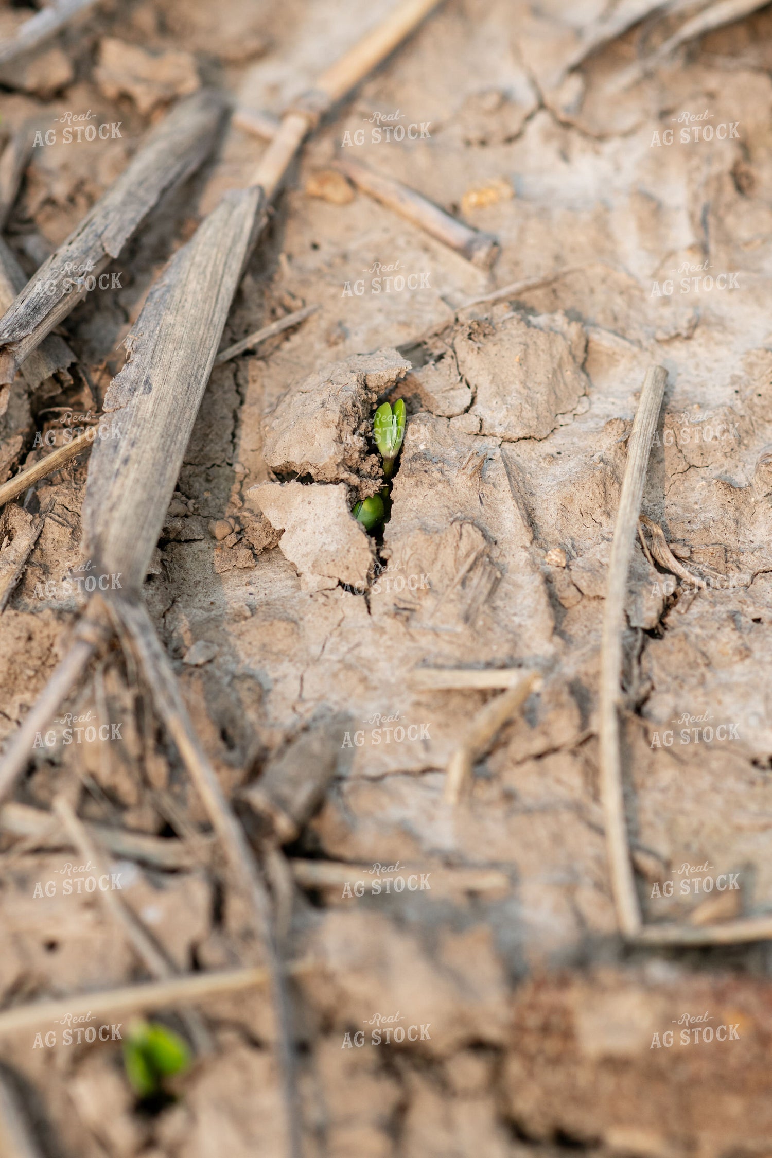 Emerging Soybeans 76680