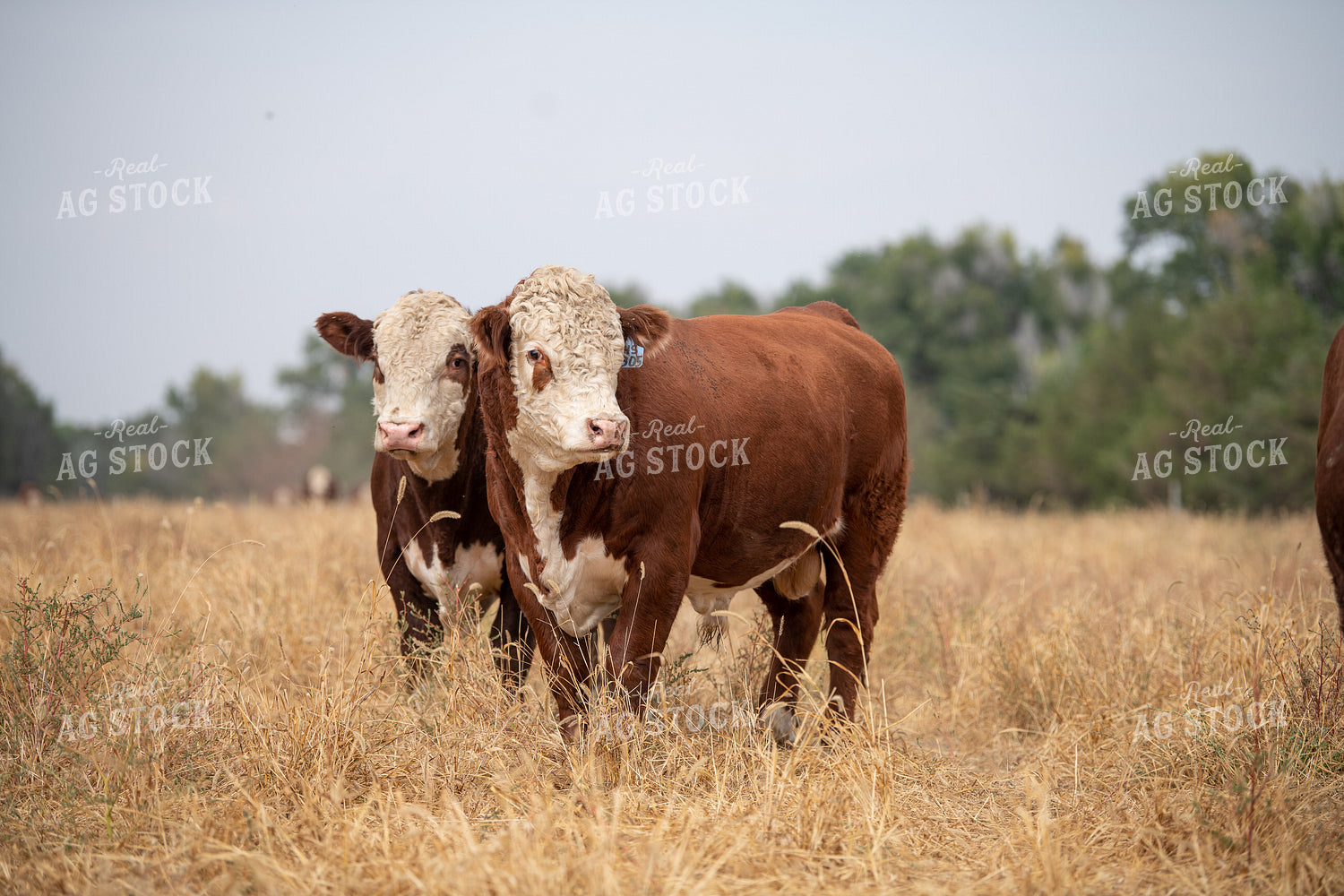 Hereford Cattle 212004