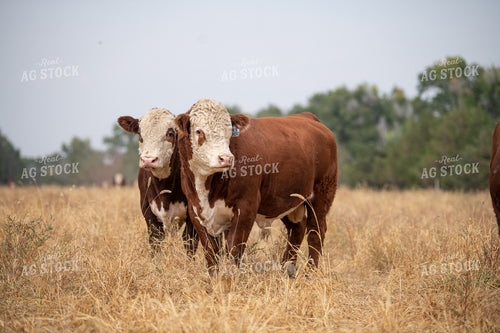 Hereford Cattle 212004