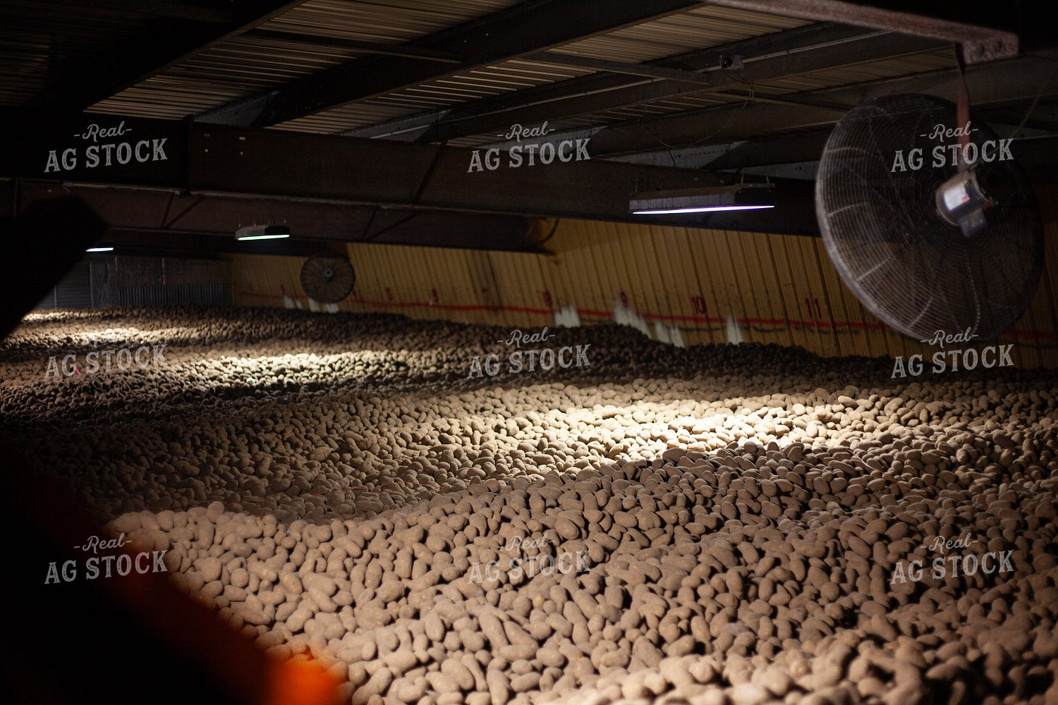 Potato Storage Facility 132209