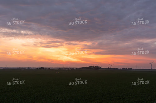 Corn Field at Sunset 77275