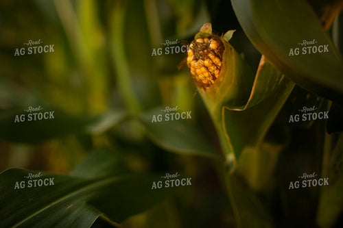 Corn - Mid-Season 2297