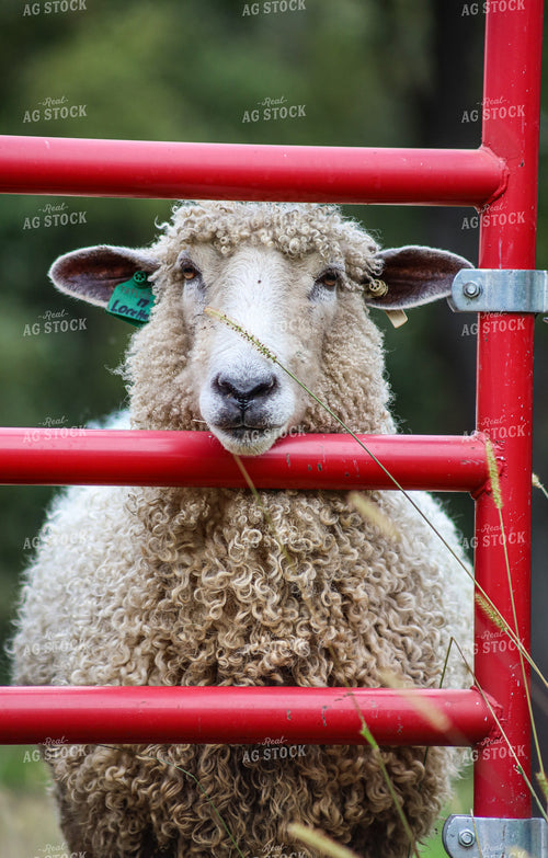Sheep 261022