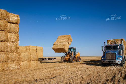 Stacking Wheat Straw Bales 152580