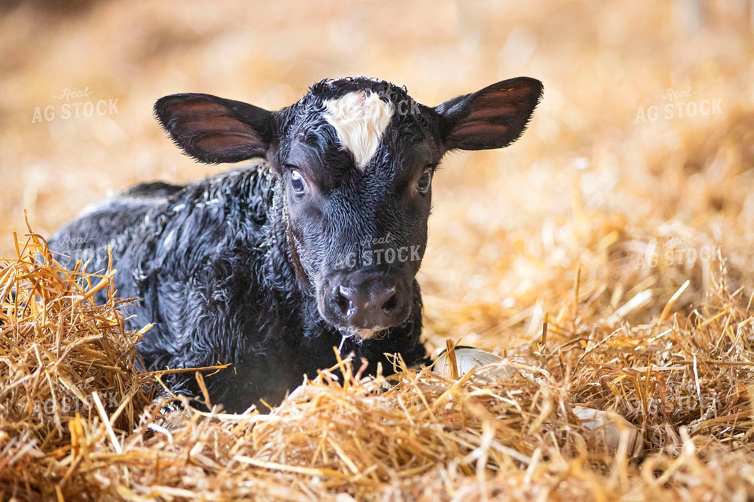 Holstein Calf 55372