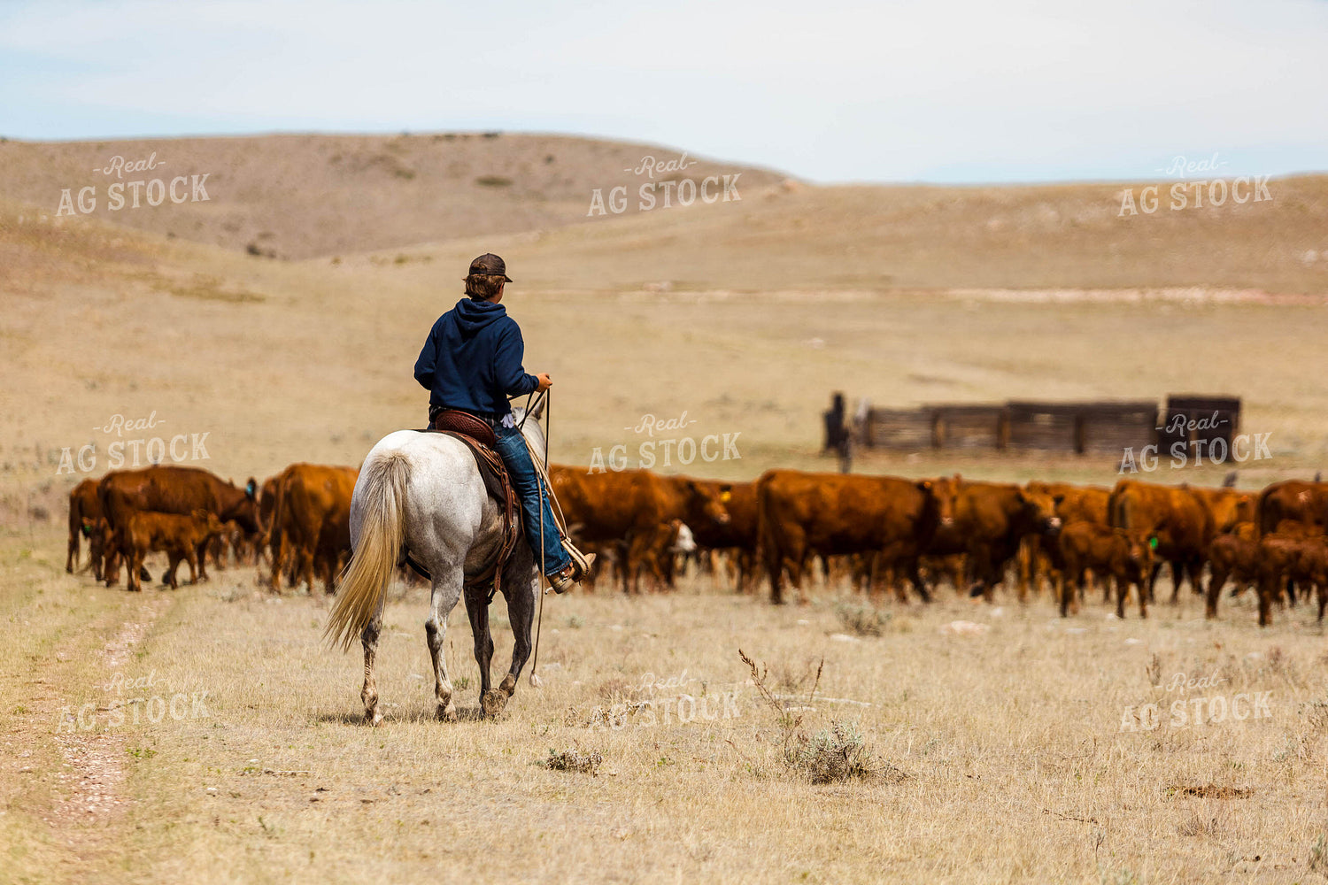 Rancher Gathering Cattle on Horseback 97204