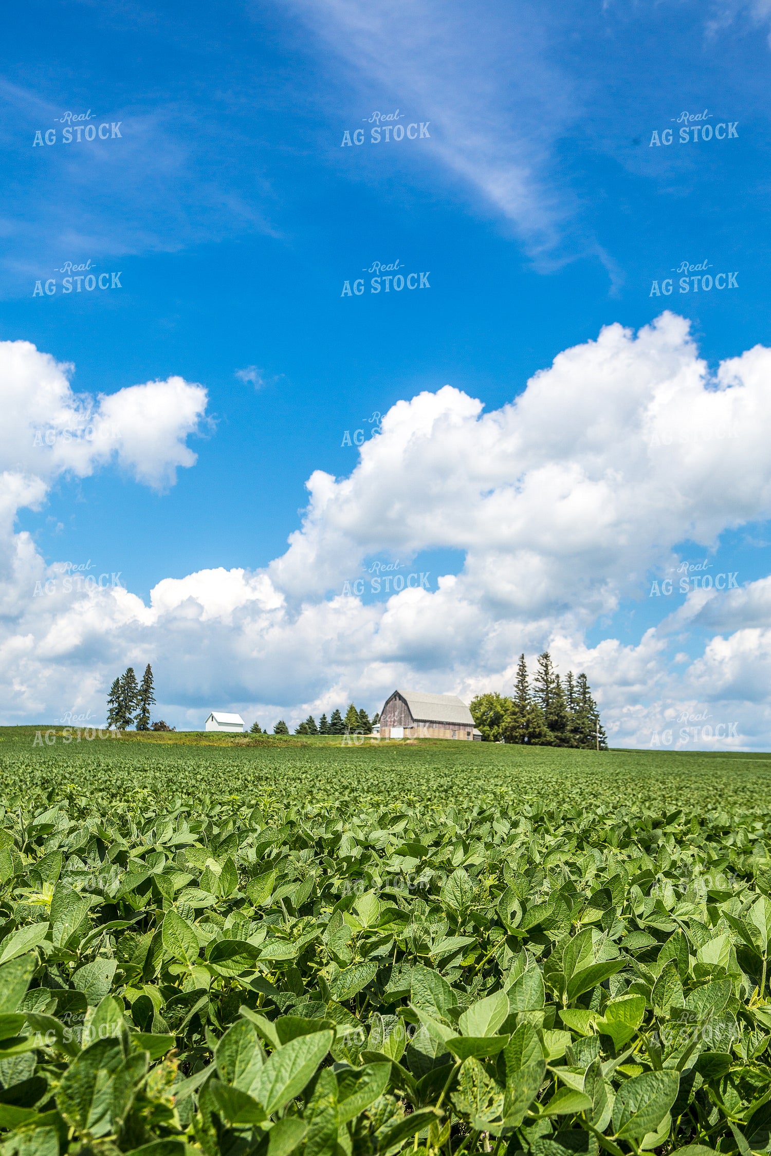 Barn Over Soybeans in Summer 250090