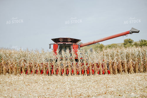 Corn Harvest 113005