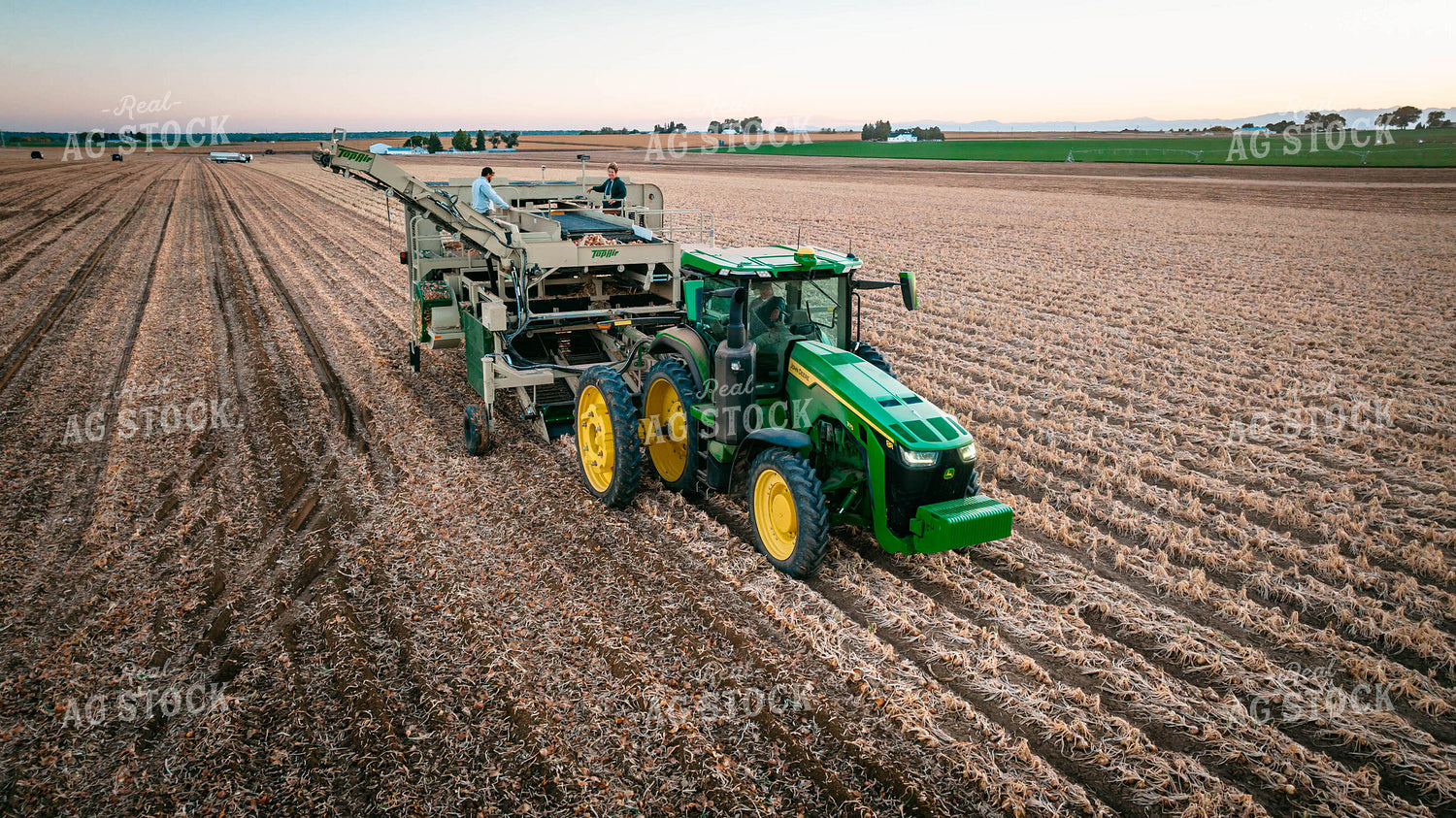 Onion Harvest 56721