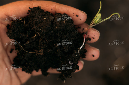 Farmer Scouting Sugar Beets 204004