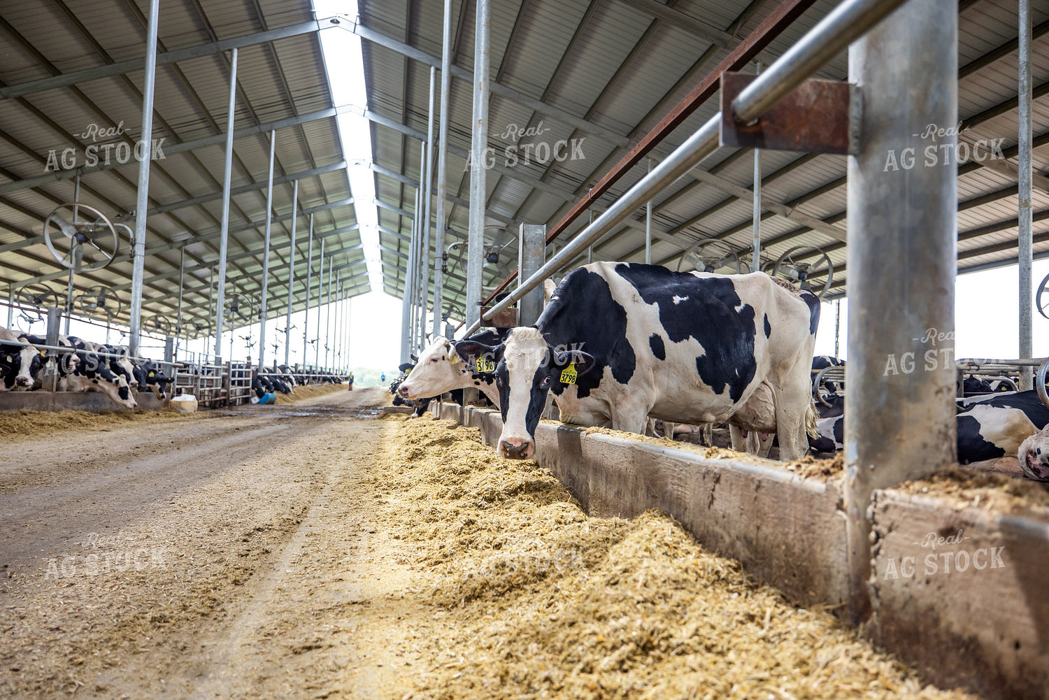 Holstein Cattle Eating in Freestall Barn 270233