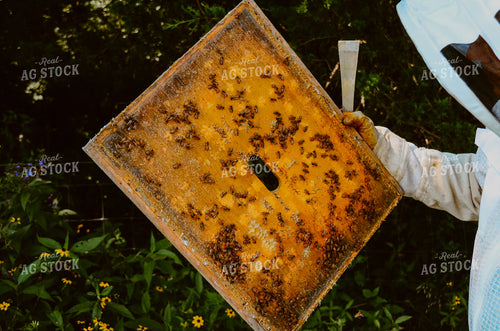 Beekeeper Handling honey bees 125037