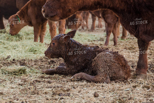 Newly Born Angus Calf 97137