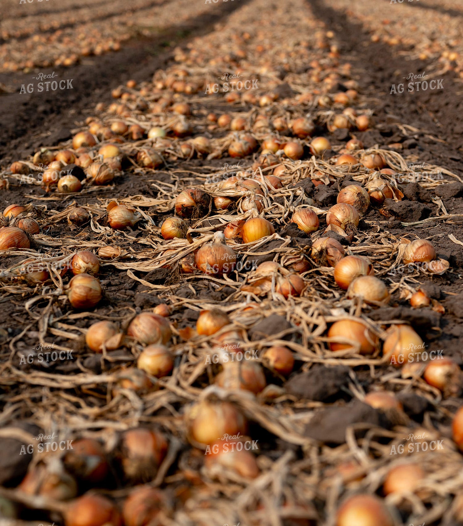 Onion Field 185169