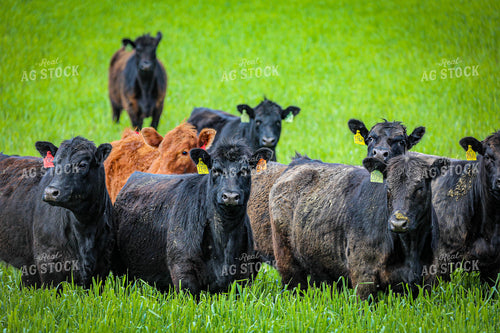 Angus Cattle on Pasture 160020