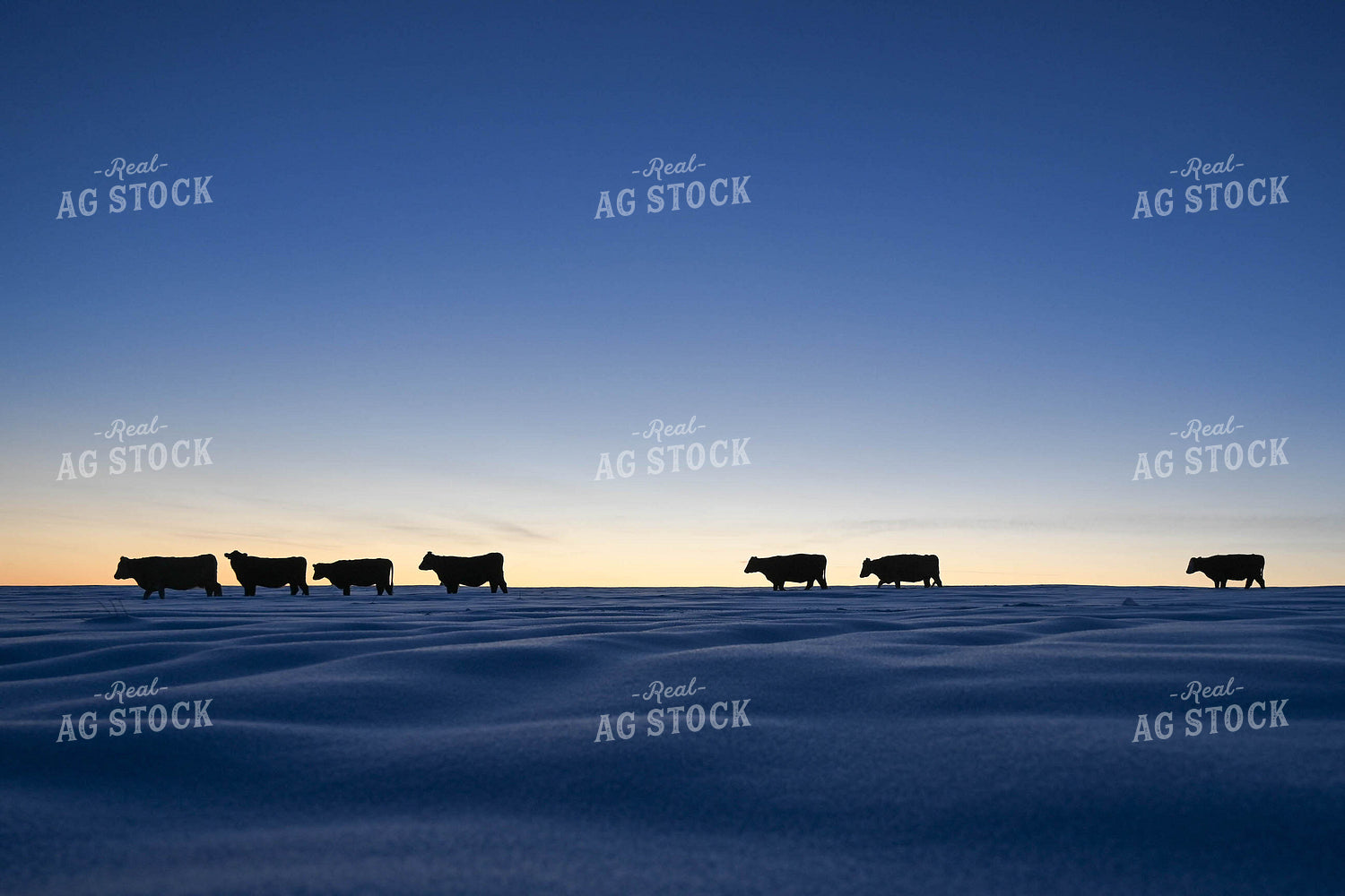 Cattle on Pasture in Snow 253019