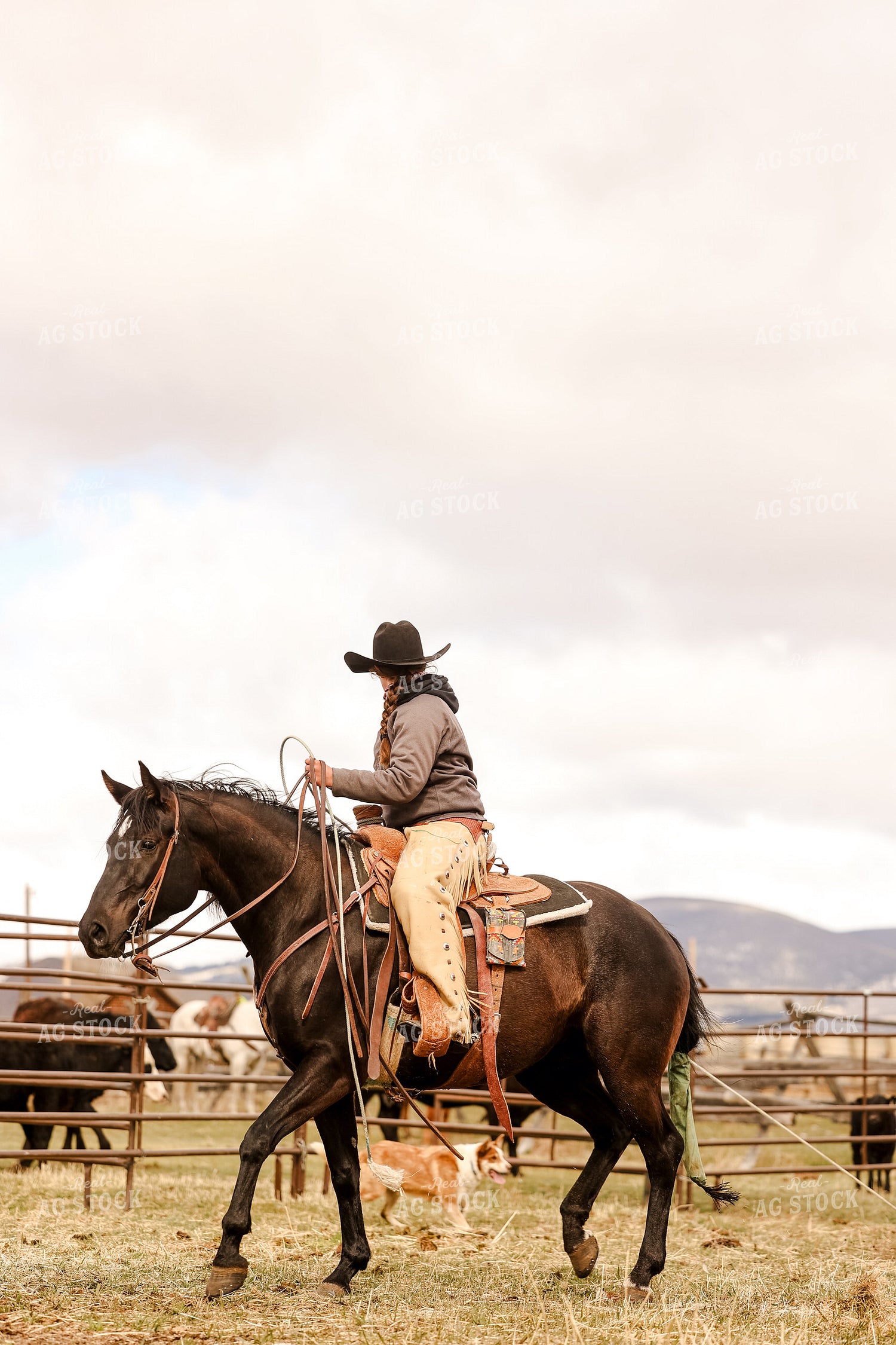 Rancher Roping Cattle on Ranch on Horseback 225021