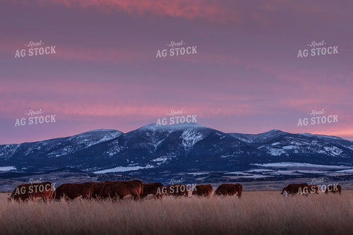 Hereford Cattle with Mountains 81095