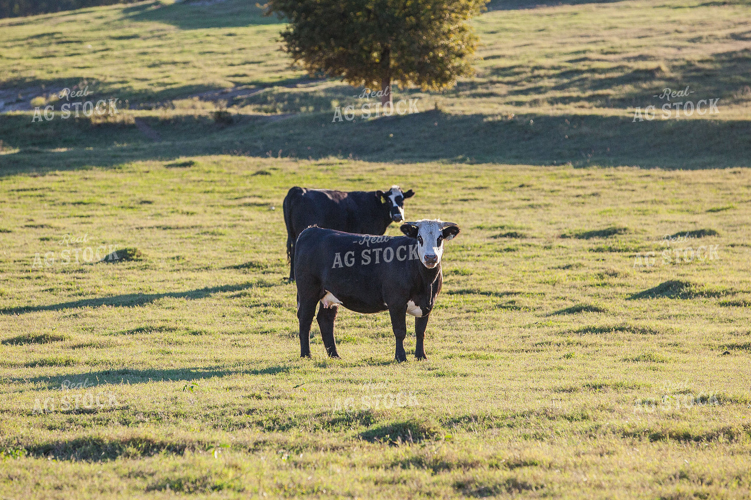 Black Baldy Cows 81049
