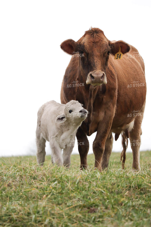 Cow Calf Pair 256016