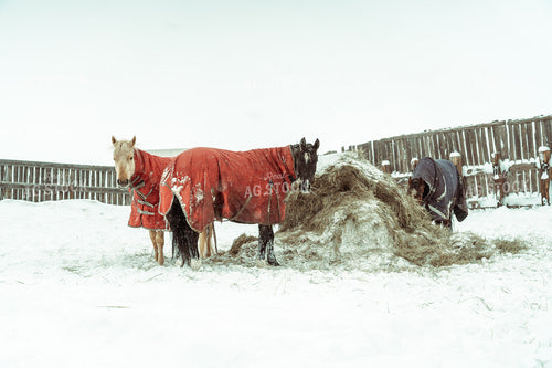 Winter Horses 58046