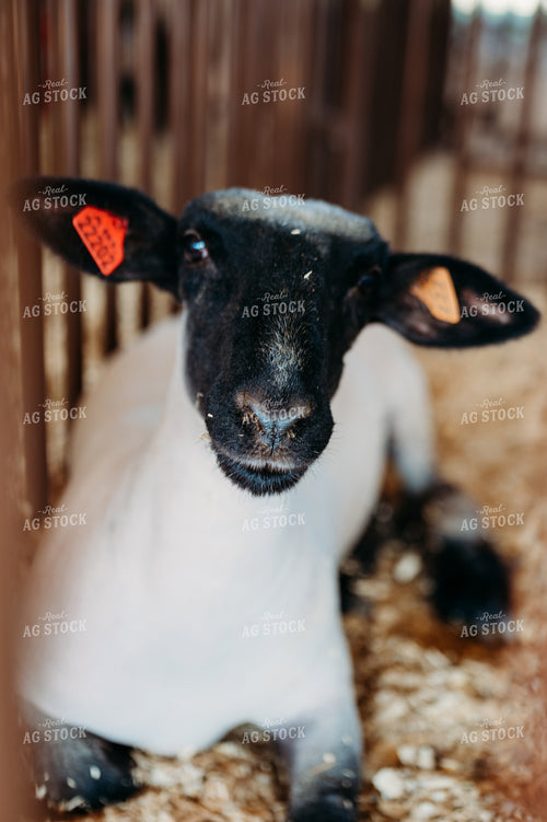 Sheep in Barn 125006