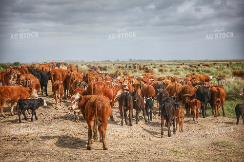 Cattle on the Move 210029