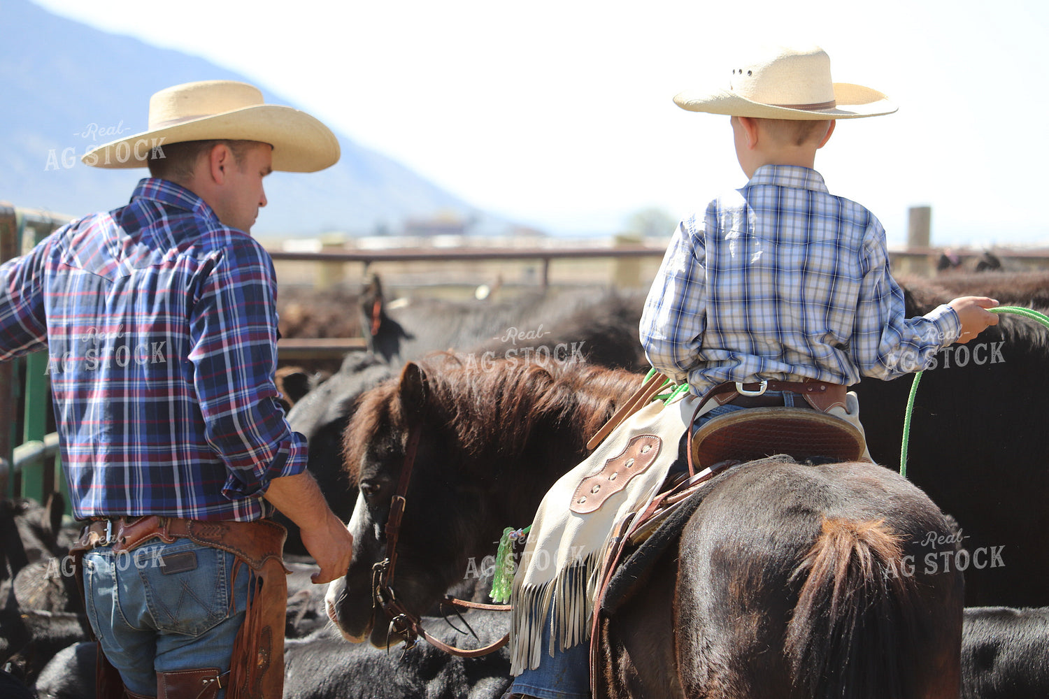 Working Cattle 102128