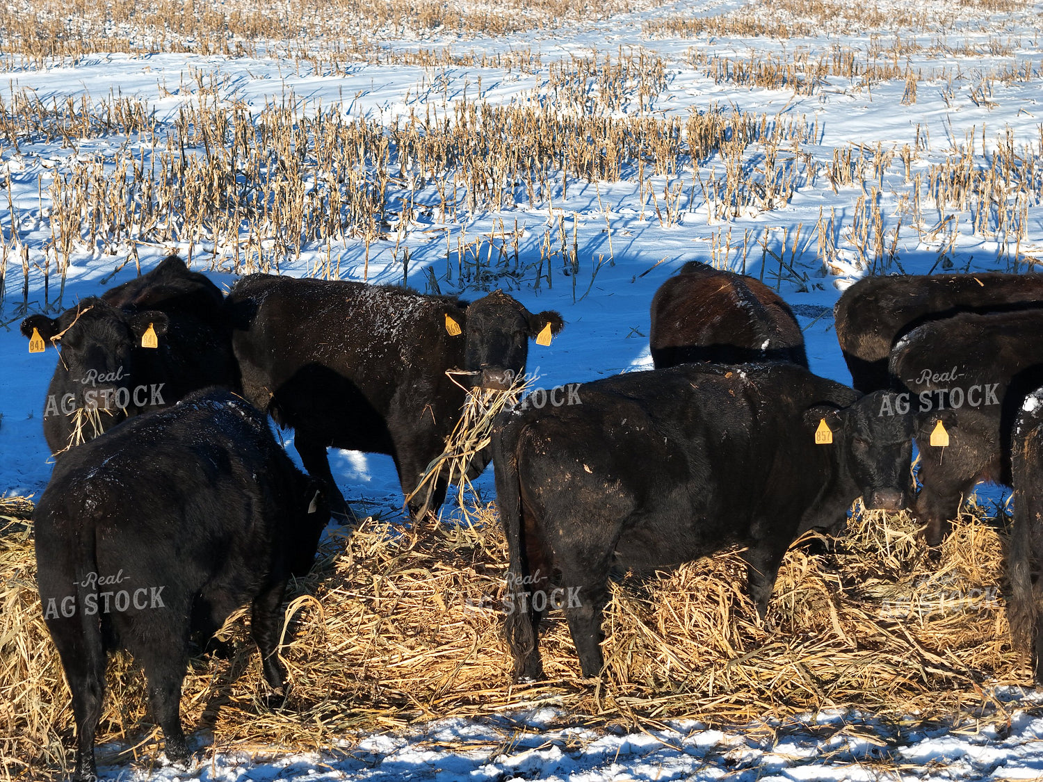 Feeding Cattle in Winter 239463