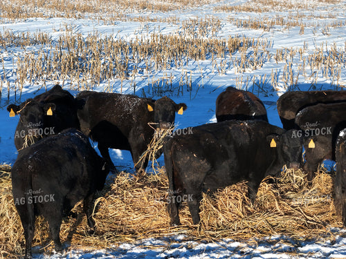 Feeding Cattle in Winter 239463