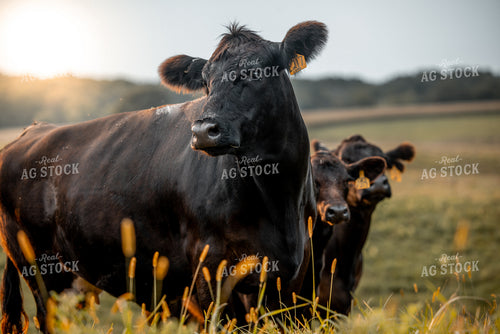 Black Angus Cattle 250058