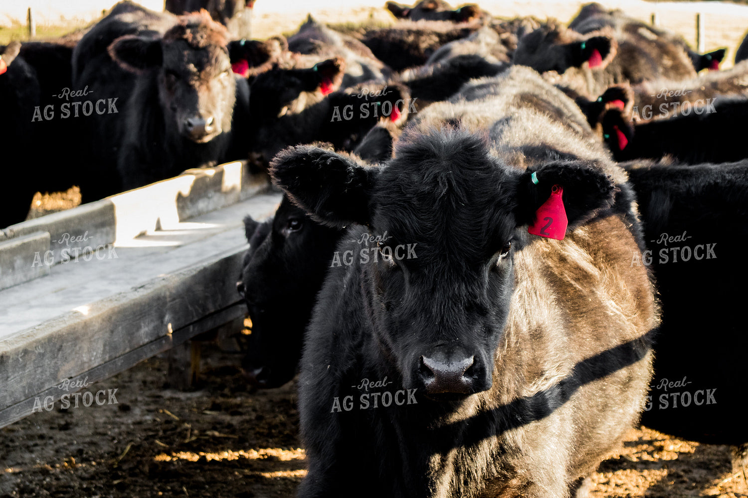 Angus Cattle in Pen 67055
