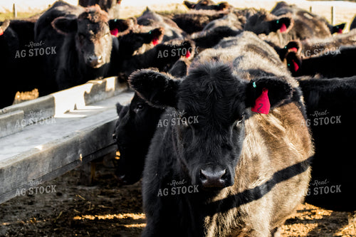 Angus Cattle in Pen 67055