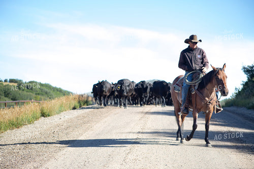 Cowboy on Cattle Drive 117393