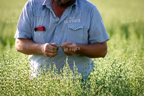 Farmer Checking Oats 214227