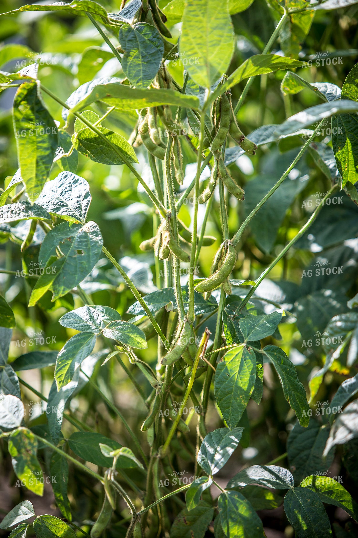 Midseason Soybeans 250148