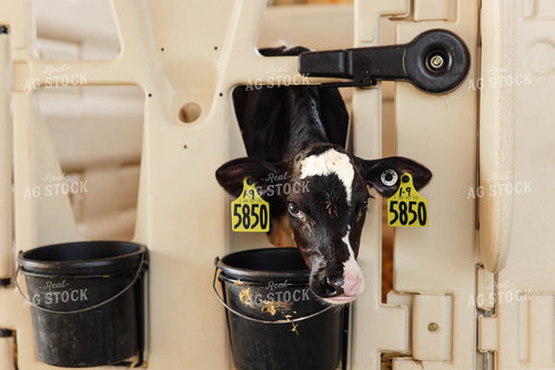 Holstein Calf 152625