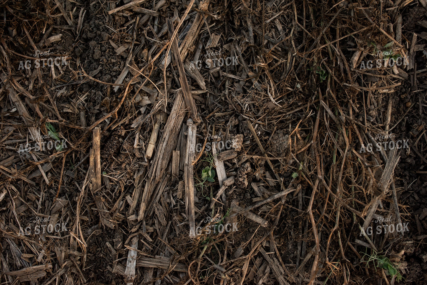 Cover Crops 76420