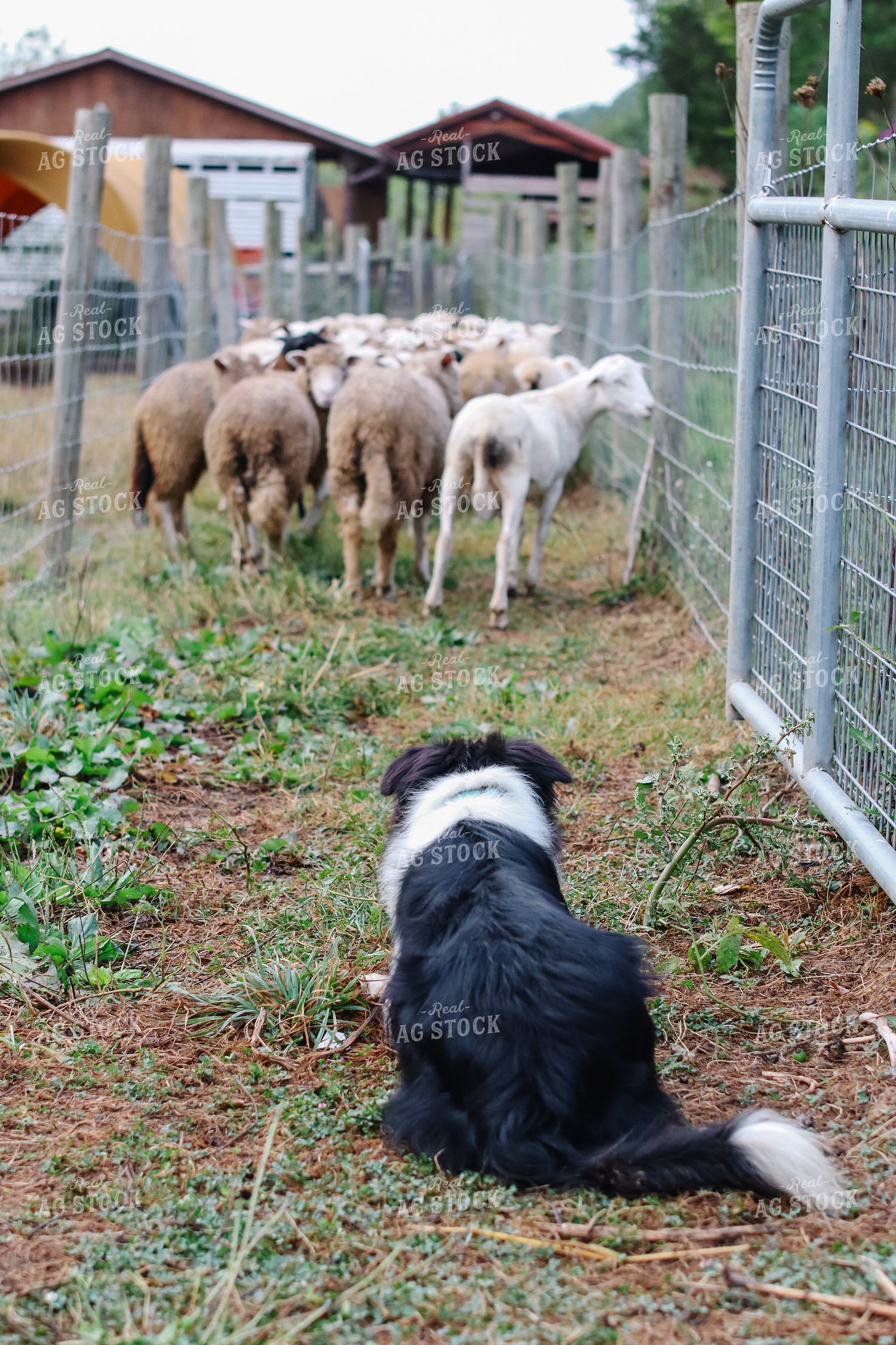 Farm Dog Herding Sheep 220025