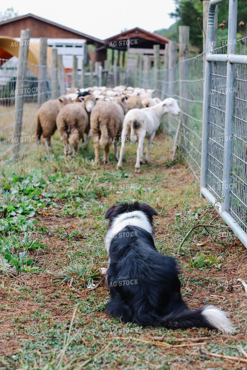 Farm Dog Herding Sheep 220025