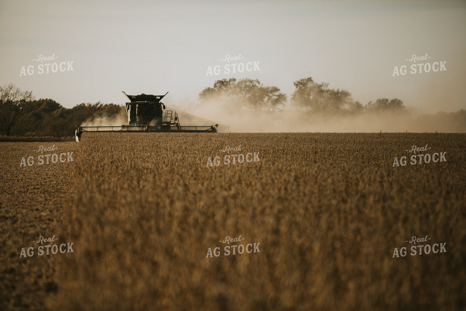 Soybean Harvest 7194