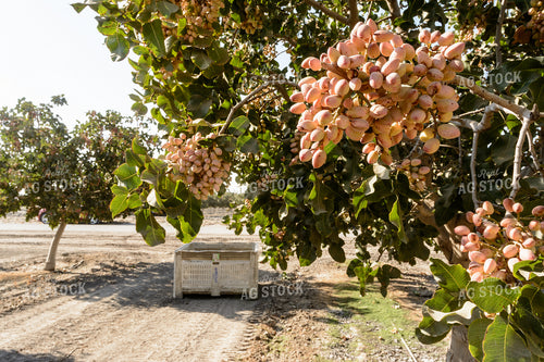 Pistachio Tree 105072