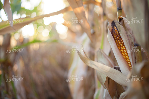 Corn - Dry 1352