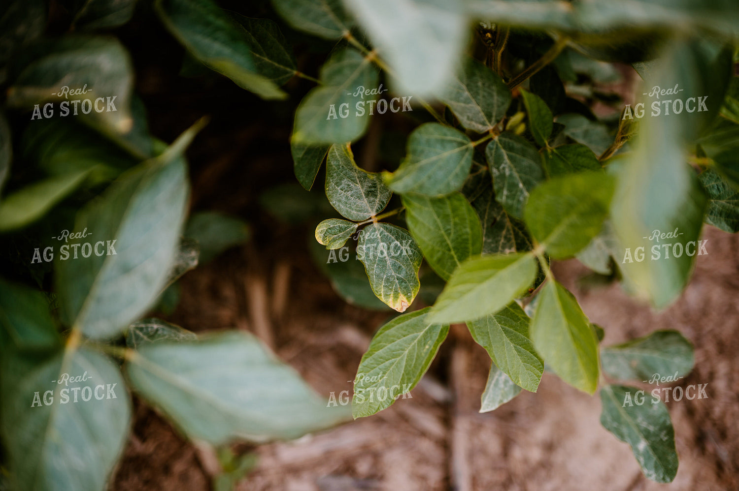 Soybean Plant 125180