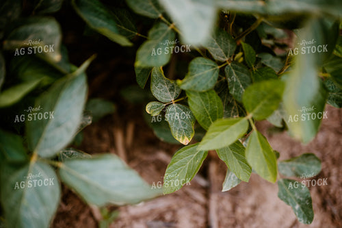 Soybean Plant 125180
